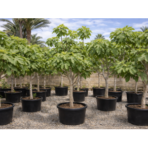 Figovník obyčajný (Ficus carica) ´BROWN TURKEY´ - výška 180-200 cm, obvod kmeňa 18/20 cm (-20°C) 